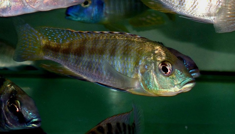 Mylochromis subocularis